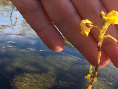 Utricularia foliosa, photograph 4