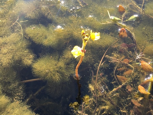 Leafy Bladderwort (Utricularia foliosa)