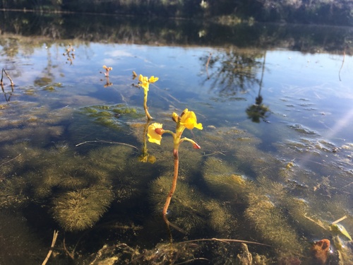 Utricularia foliosa, photograph 5