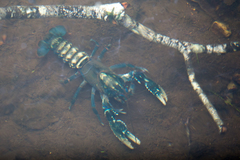 Euastacus sulcatus