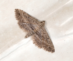 Araeopteron canescens