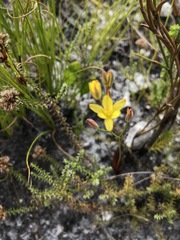 Eriospermum schlechteri