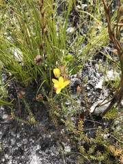 Eriospermum schlechteri