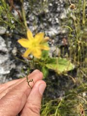 Eriospermum schlechteri