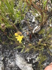 Eriospermum schlechteri