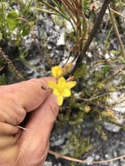 Eriospermum schlechteri