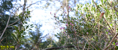Rhododendron mucronulatum