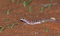 Rhynchoedura eyrensis