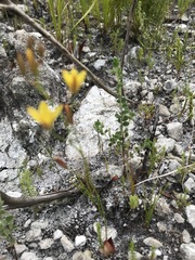 Eriospermum schlechteri