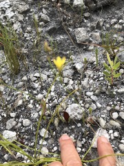 Eriospermum schlechteri