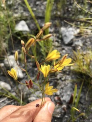 Eriospermum schlechteri