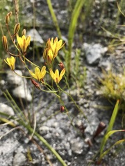 Eriospermum schlechteri