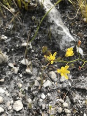 Eriospermum schlechteri