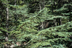 Cedrus brevifolia