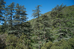 Cedrus brevifolia