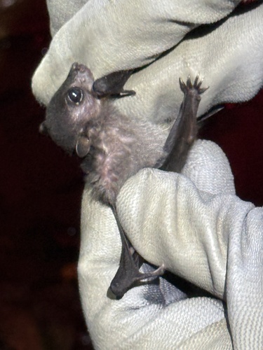 Bornean Spotted-winged Fruit Bat