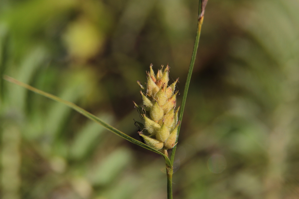 Carex sect. Carex