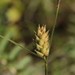 Carex - Photo (c) anna_efimova,  זכויות יוצרים חלקיות (CC BY-NC), הועלה על ידי anna_efimova