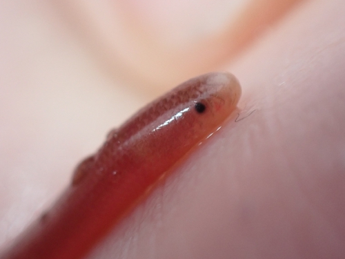 Eurasian Blind Snake