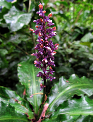 Philippe Hornus, CC BY, iNaturalist via GBIF Palisota ambigua, photograph Philippe Hornus, CC BY, iNaturalist via GBIF