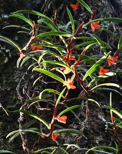 Ceratostylis observed 2026-04-03