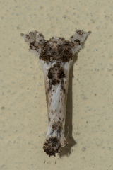 Metarbelidae