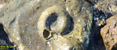 Thylacodes adamsii