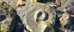 Thylacodes adamsii