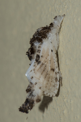 Metarbelidae