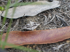 Dichromodes stilbiata