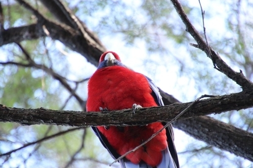 Crimson Rosella