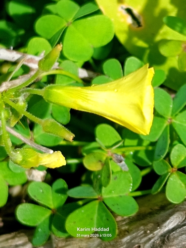 Bermuda buttercup