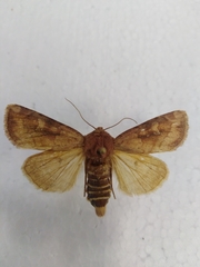 Resapamea hedeni