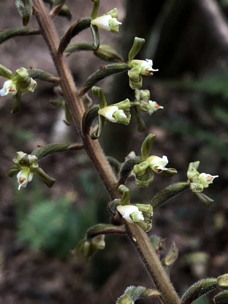 Goodyera fumata (Goodyera fumata)
