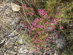 Erica rhopalantha