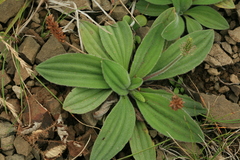 Plantago camtschatica