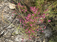 Erica rhopalantha