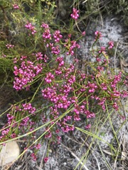 Erica rhopalantha