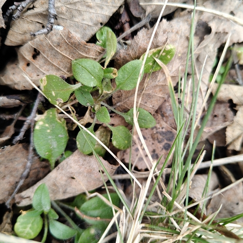 Few-flowered chickweed (Cerastium pauciflorum)