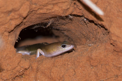 Eremiascincus phantasmus