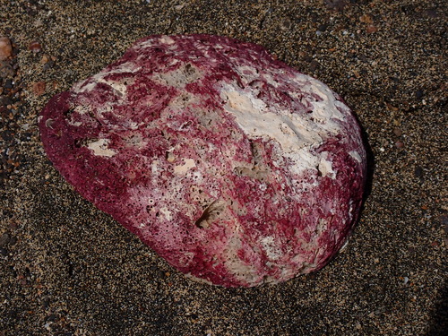 Spondylus senegalensis