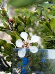Leptospermum grandiflorum