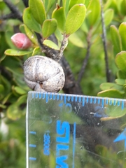 Leptospermum grandiflorum