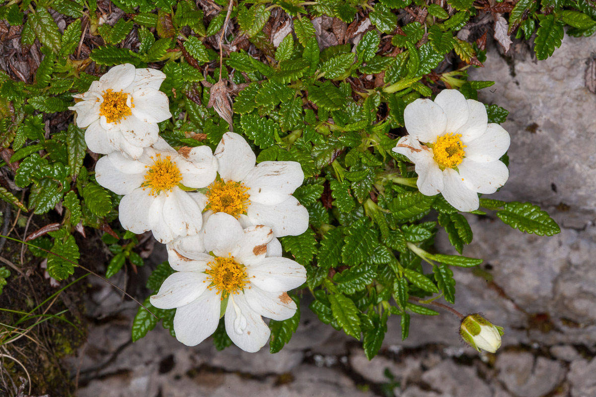 Eight-Petal Mountain-Avens (Dryas octopetala)