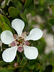 Leptospermum grandiflorum