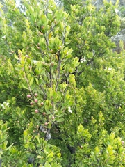 Leptospermum grandiflorum