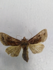 Autographa jota