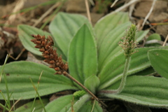 Plantago camtschatica