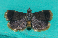 Hypsopygia pernigralis