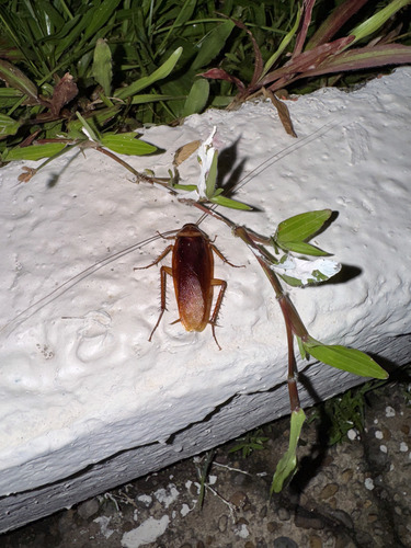 American Cockroach